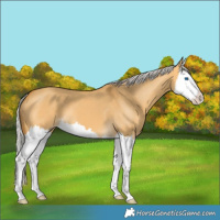 Horse Color:Silver Buckskin Dun Splash 