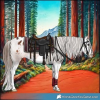 Horse Color:Bay Splash Appaloosa 