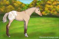 Horse Color:Silver Bay Dun Appaloosa 