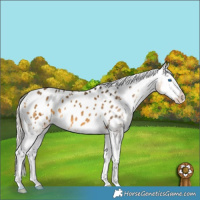 Horse Color:Silver Buckskin Splash Appaloosa