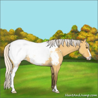 Horse Color:Silver Buckskin Dun Sabino Appaloosa Rabicano 