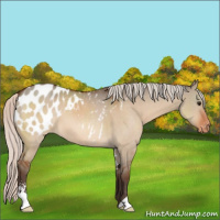 Horse Color:Silver Bay Dun Sabino Appaloosa 