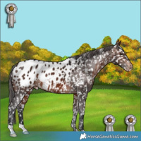 Horse Color:Brown Appaloosa 