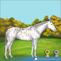 Horse Color:Bay Dun Splash Appaloosa 