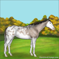 Horse Color:Brown Roan Dun Splash Appaloosa 