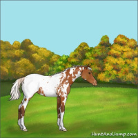 Horse Color:White Spotted Silver Buckskin Appaloosa 