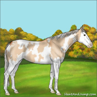 Horse Color:White Spotted Silver Bay Dun Splash 