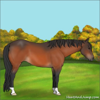 Horse Color:Brown 