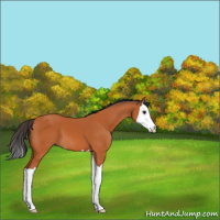 Horse Color:Bay Splash 