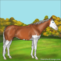 Horse Color:Silver Bay Splash 