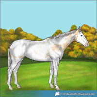 Horse Color:White Spotted Silver Buckskin Dun Splash Snowcap 