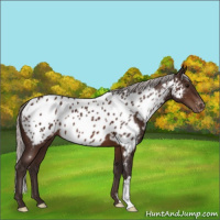 Horse Color:Silver Brown Appaloosa 
