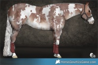 Horse Color:White Spotted Chocolate Silver Brown Ice Sabino