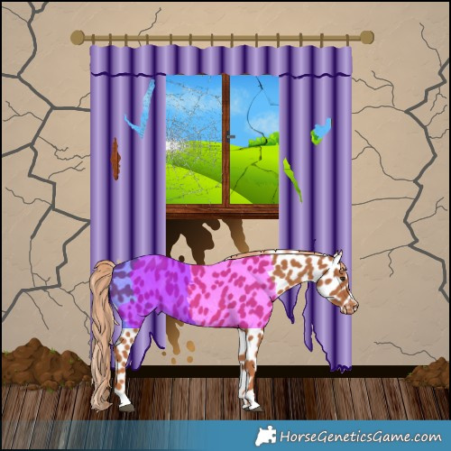 Horse Color:Chestnut Appaloosa