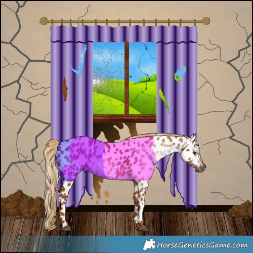 Horse Color:Gray Chestnut Appaloosa 