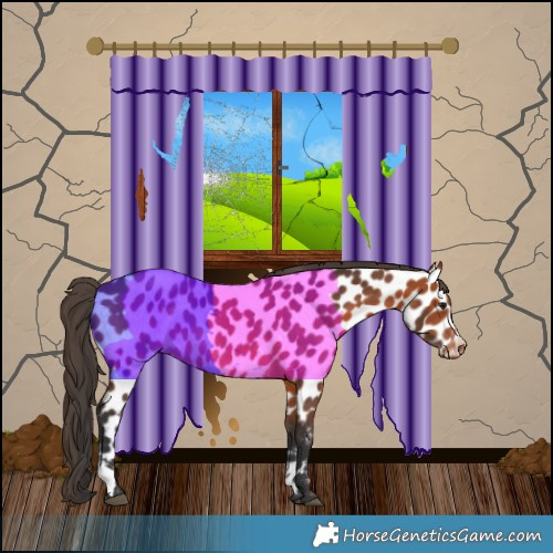 Horse Color:Bay Appaloosa 