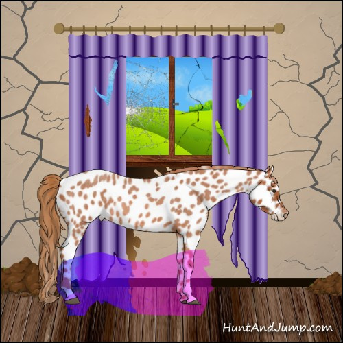 Horse Color:Red Roan Appaloosa 