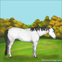 Horse Color:White Spotted Black 