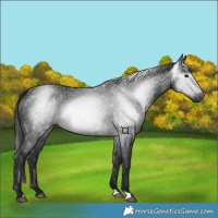 Horse Color:Gray Black 