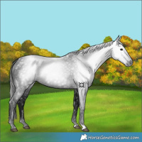 Horse Color:Gray Black 