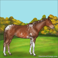 Horse Color:Chestnut Tobiano
