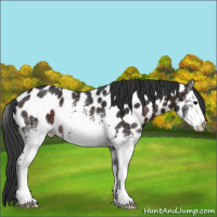 Horse Color:White Spotted Brown Appaloosa 