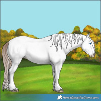 Horse Color:White Spotted Liver Chestnut Splash Appaloosa 
