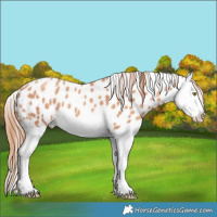 Horse Color:Gold Champagne Splash Near Leopard 