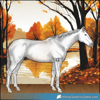 Horse Color:Gray Red Dun Splash