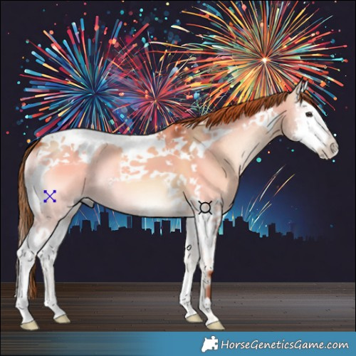 Horse Color:Red Dun Onyx Splash Tobiano 