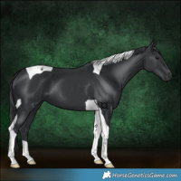 Horse Color:Black Tobiano 