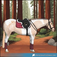 Horse Color:Gold Champagne Tobiano Appaloosa