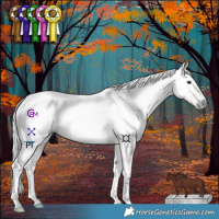 Horse Color:Gray Chocolate Bay Dun Tobiano 
