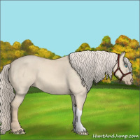 Horse Color:Cremello Dun 