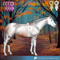 Horse Color:Gray Chocolate Bay Tobiano 