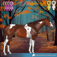 Horse Color:Gray Chocolate Bay Tobiano 