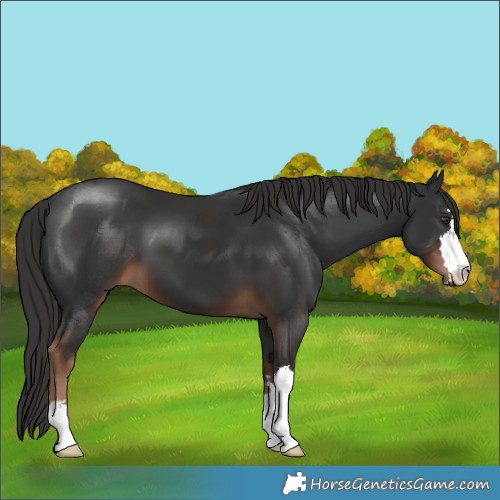 Horse Color:Liver Chestnut 
