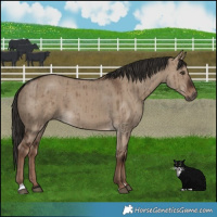 Horse Color:Liver Red Dun Brindle 