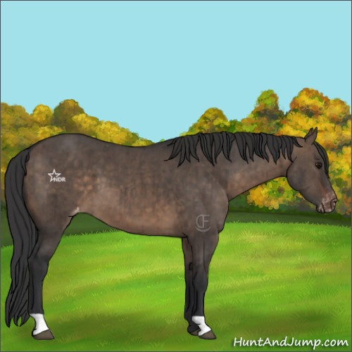 Horse Color:Brown Dun Appaloosa Brindle