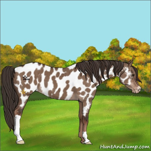 Horse Color:Liver Red Dun Appaloosa Brindle