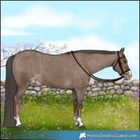Horse Color:Liver Red Dun Appaloosa Brindle