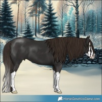 Horse Color:Liver Chestnut Splash