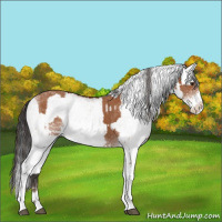 Horse Color:White Spotted Bay Splash and Gray White Spotted Bay Splash