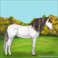 Horse Color:White Spotted Bay Splash  and White Spotted Amber Champagne Splash 