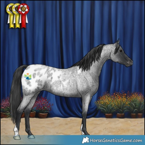Horse Color:Blue Roan Appaloosa 