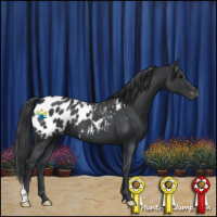 Horse Color:Blue Roan Appaloosa 