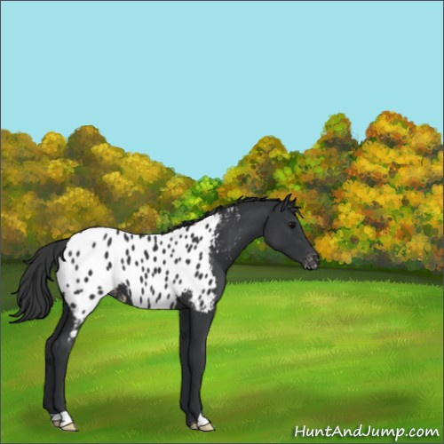 Horse Color:Black Appaloosa