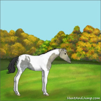 Horse Color:Grullo Ice Tobiano 