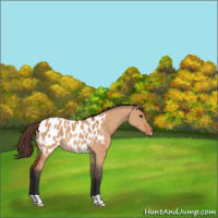 Horse Color:Bay Dun Near Leopard 
