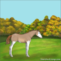 Horse Color:Red Dun Splash 
